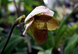 Paphiopedilum Papyrus