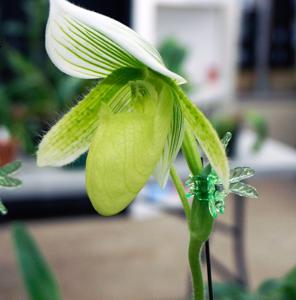 Paphiopedilum Oriental Jewel