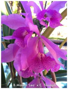 <i>Brassocatanthe</i> Maikai-Triumph