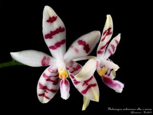 Phalaenopsis Macassar