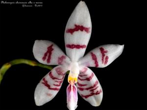 Phalaenopsis Macassar