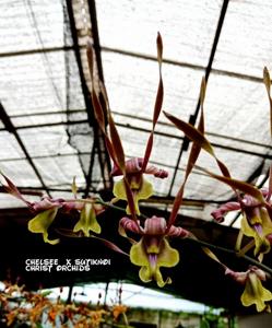 Dendrobium Chelsea-sutiknoi