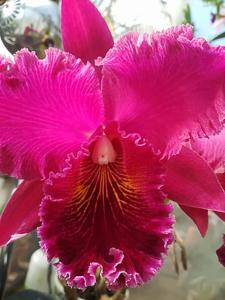 Rhyncholaeliocattleya Chia Lin