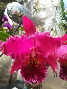 Rhyncholaeliocattleya Chia Lin