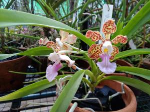 Vanda Susan Setiaputri