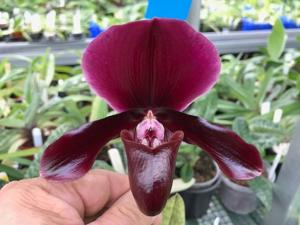 Paphiopedilum Red Shift