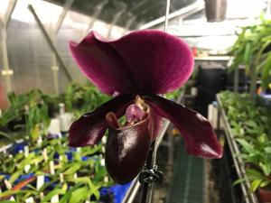 Paphiopedilum Red Shift