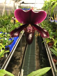 Paphiopedilum Red Shift