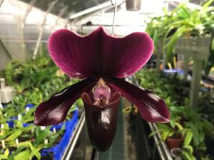 Paphiopedilum Red Shift