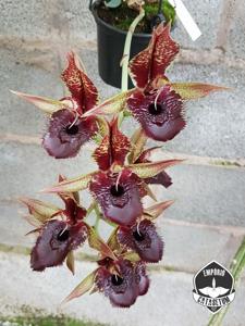 Catasetum Green Dragon