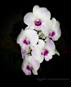 Dendrobium Pretty Woman