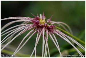 Bulbophyllum Thai Spider