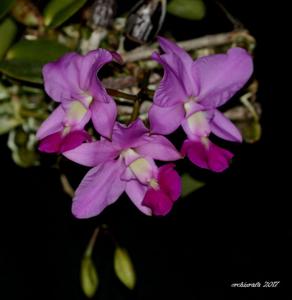 Cattleya walkeriana-trilamellatum