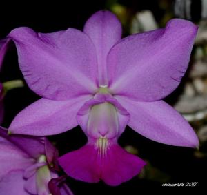 Cattleya walkeriana-trilamellatum