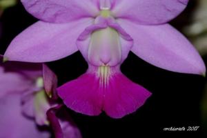 Cattleya walkeriana-trilamellatum