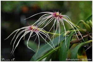 Bulbophyllum Thai Spider