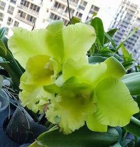 Rhyncholaeliocattleya Three Suns