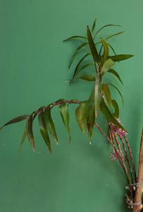 Dendrobium Monalex