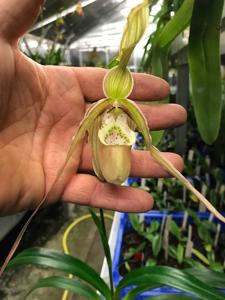 Phragmipedium Calurum-Memoria Garren Weaver