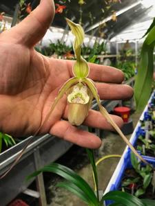 Phragmipedium Calurum-Memoria Garren Weaver