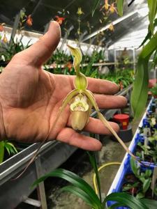 Phragmipedium Calurum-Memoria Garren Weaver