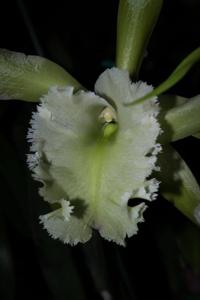 Rhyncholaelia Aristocrat