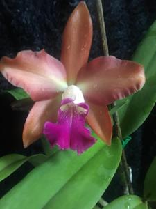 Cattlianthe Topaz Saucy