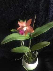 Cattlianthe Topaz Saucy