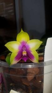 Phalaenopsis LD's Bear Queen