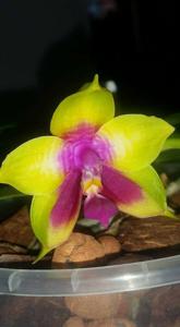 Phalaenopsis LD's Bear Queen