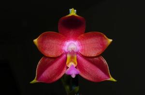 Phalaenopsis Mituo Coral Queen