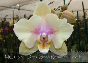 Phalaenopsis Sogo Romantic