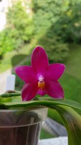 Phalaenopsis Nobby's Purple Eagle