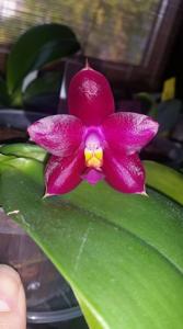 Phalaenopsis Nobby's Purple Eagle