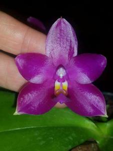 Phalaenopsis Nobby's Purple Eagle