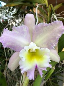 Rhyncholaeliocattleya Mount Anderson