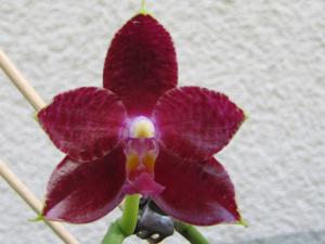 Phalaenopsis Prima