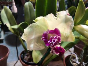 Rhyncholaeliocattleya Suzanne's Hallelujah