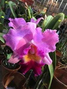 Rhyncholaeliocattleya Tokyo Bay