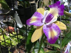 Cattleya Tropical Chip