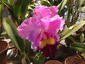 Rhyncholaeliocattleya Tokyo Bay