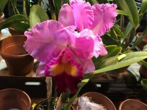 Rhyncholaeliocattleya Tokyo Bay