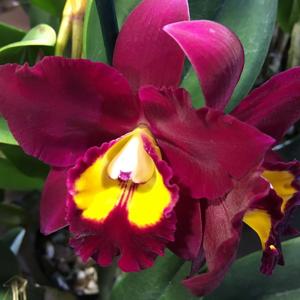 Rhyncholaeliocattleya Hawaiian Prominence