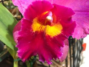 Rhyncholaeliocattleya Dream Circle