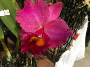 Rhyncholaeliocattleya Dream Circle