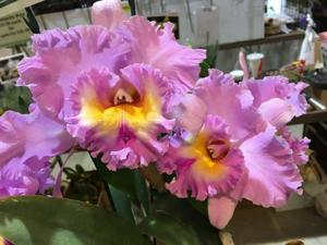 Rhyncholaeliocattleya Mahina Yahiro