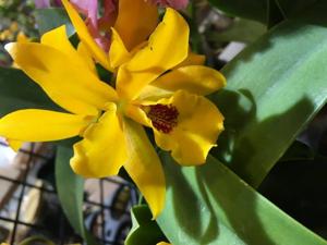 Cattlianthe Gold Digger