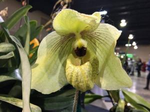 Paphiopedilum Memoria Larry Heuer