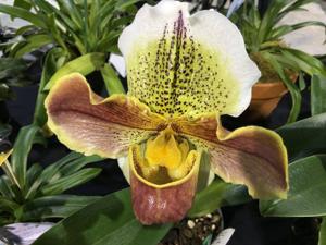 Paphiopedilum Ceaser Pitta