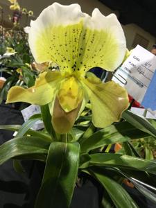 Paphiopedilum Peter Black